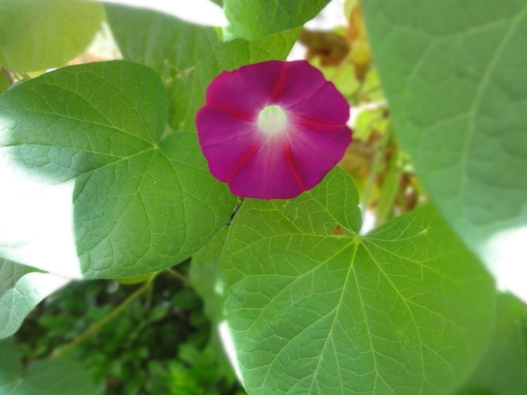 Dali Four Season Flower Inn Νταλί Εξωτερικό φωτογραφία