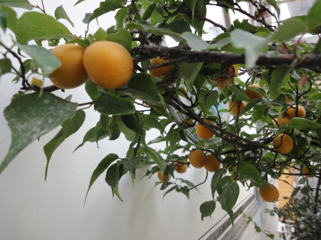 Dali Four Season Flower Inn Νταλί Εξωτερικό φωτογραφία
